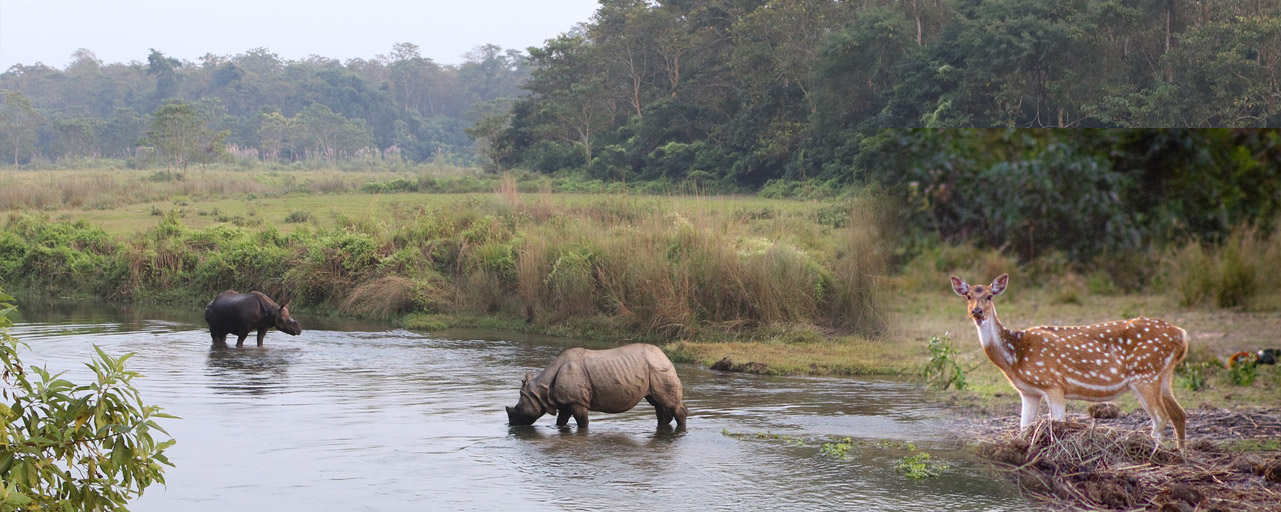 Chitwan Wildlife Tour 